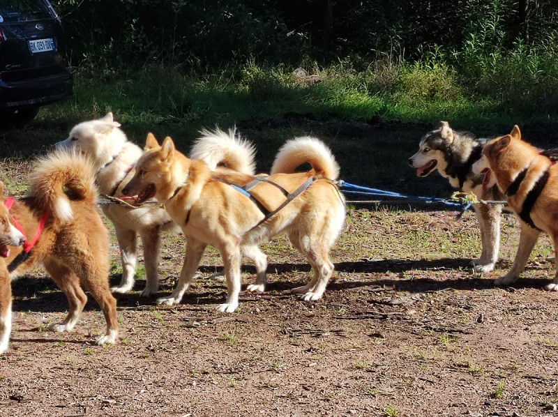 Balade d'attelage de chiens de traineaux EHPAD