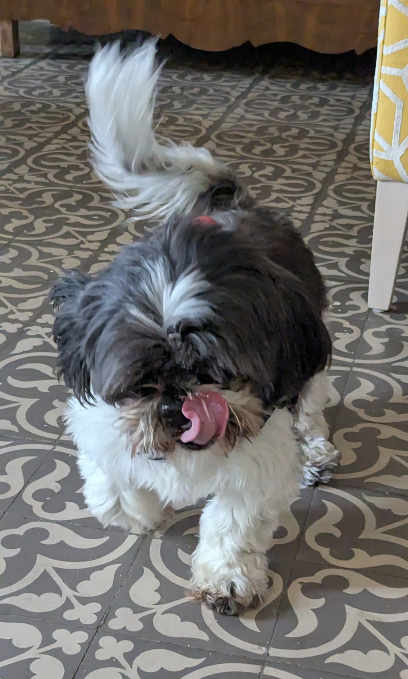 Un après-midi festif pour la journée du chien