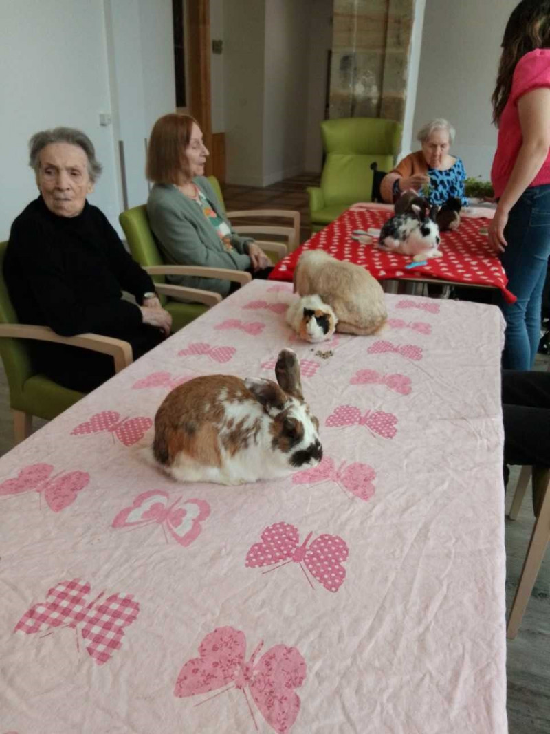 Médiation animale à l'UVP
