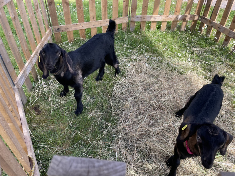 Sortie au marché de printemps Village de la Croix Blanche